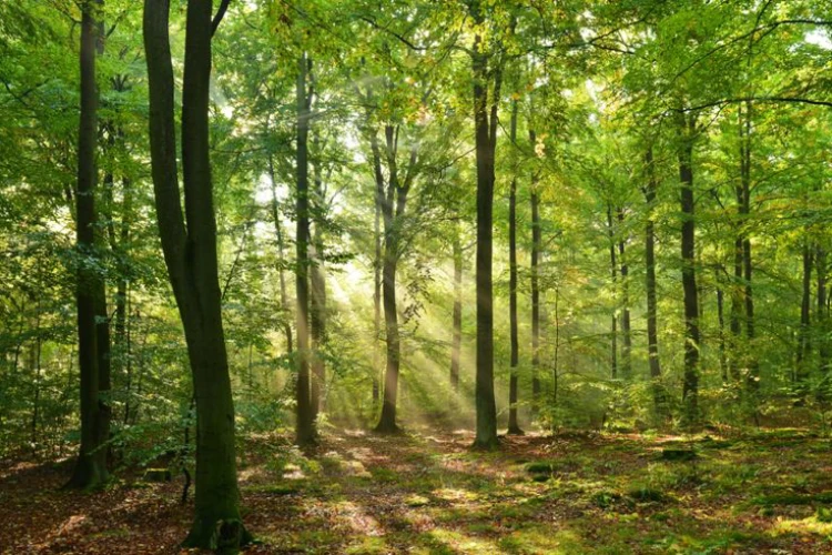 Introduction to Ayurveda